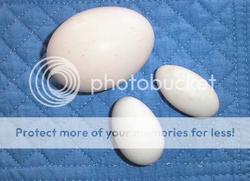 FlufferNutterEgg.jpg