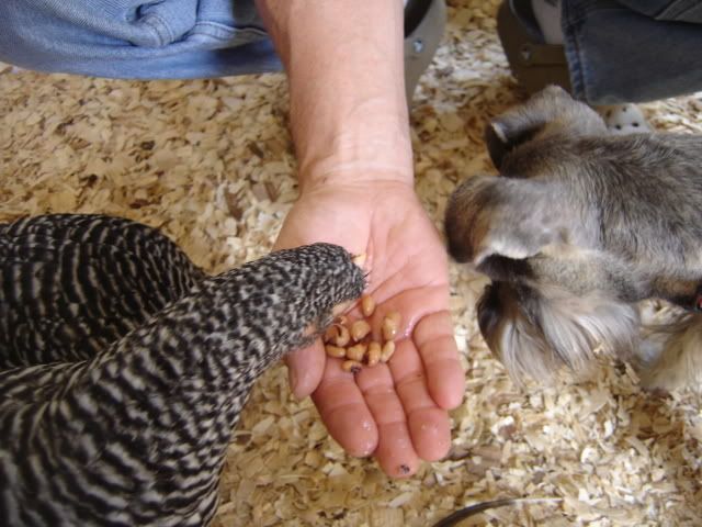 chickseat024.jpg