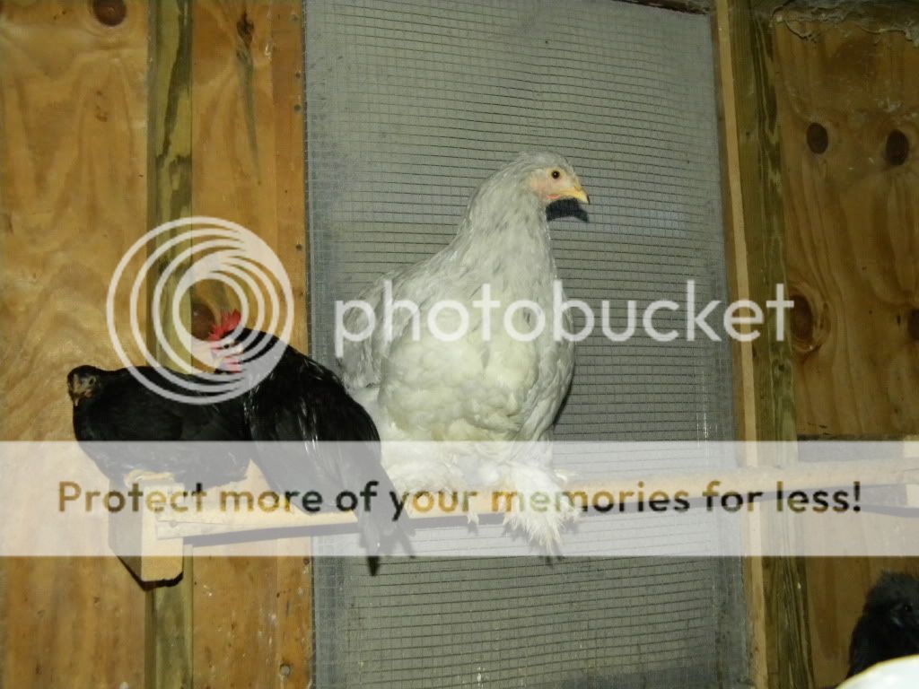 birdsrabbits022.jpg