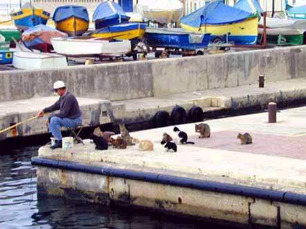 catswaitingforfish.jpg