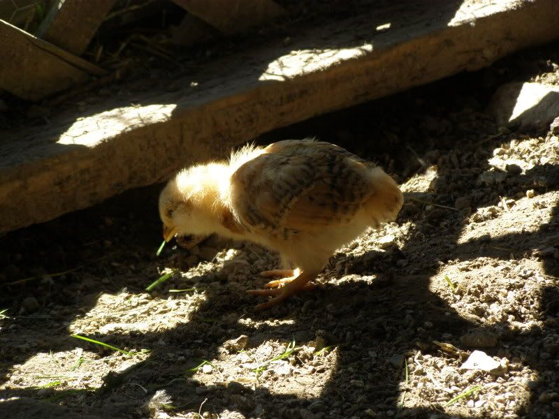 chicks09010.jpg