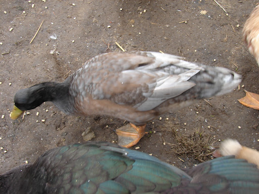 DSC00342.JPG
