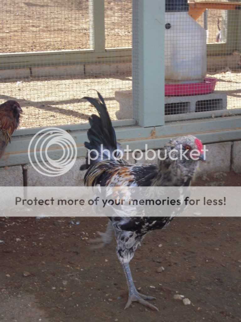 chickens106.jpg