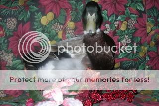 christmaschicks089.jpg