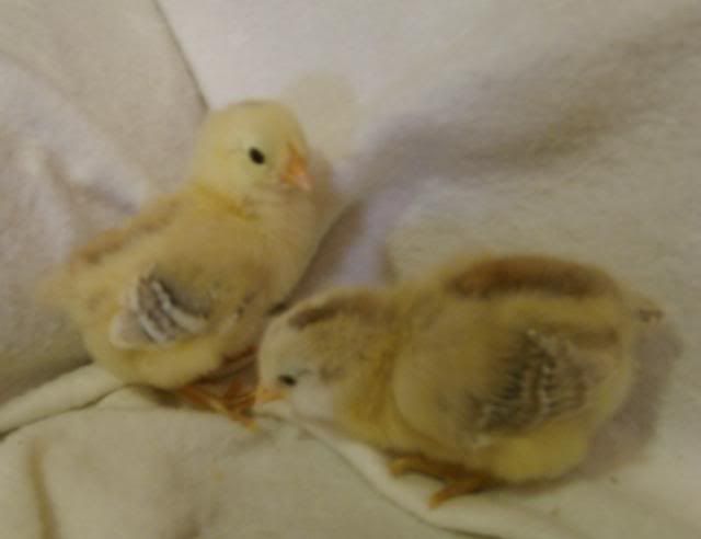 babychicks025.jpg