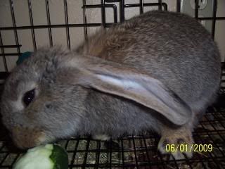 rabbitsandbluebonnets233.jpg