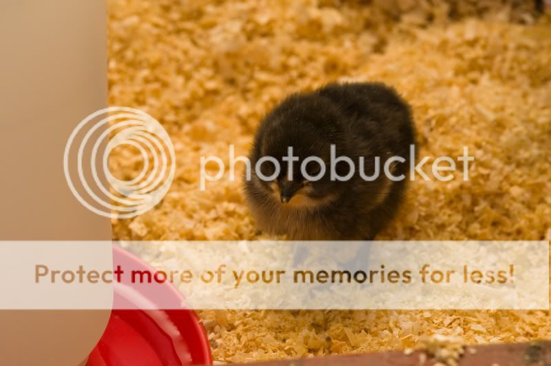 0806babychick001-2.jpg