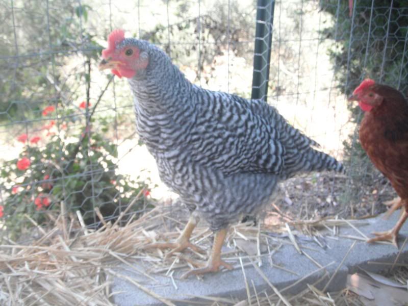 DSCF1213.jpg