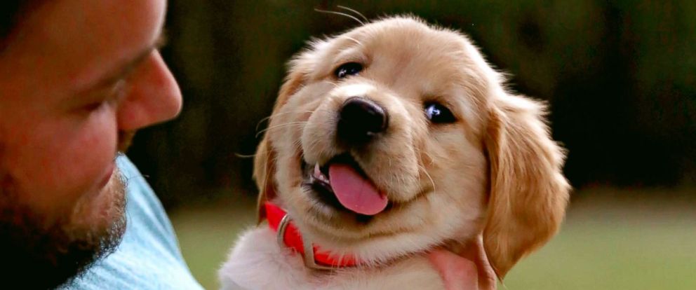 puppy-ht-3-er-170907_12x5_992.jpg