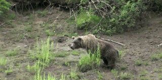 tumblr_ms5i7lig9h1rjcfxro1_400.gif