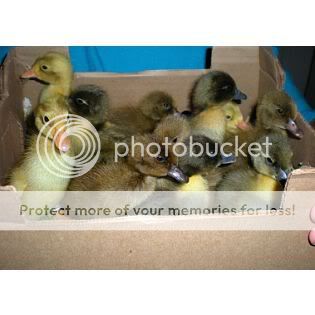 boxofducklings.jpg