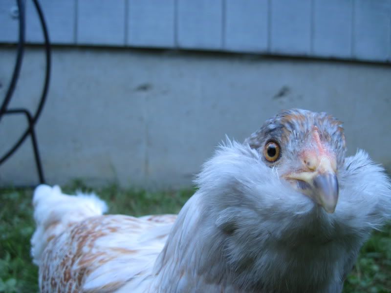 chickens048.jpg