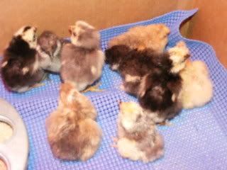 NewChicks.jpg