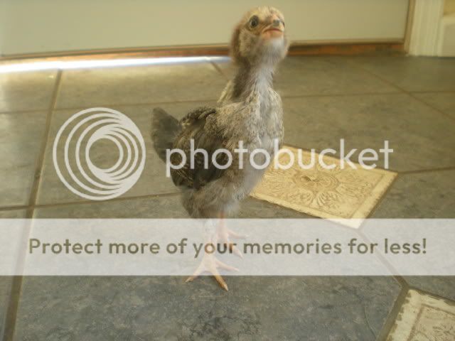 fallchicksandtheboys004.jpg