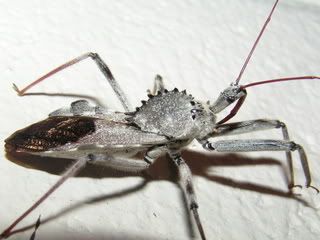 WheelBug.jpg