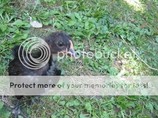 IMG_2190.jpg