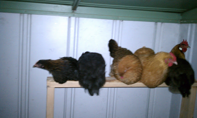 IMAG0855.jpg