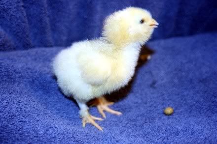 ChickColor2b.jpg