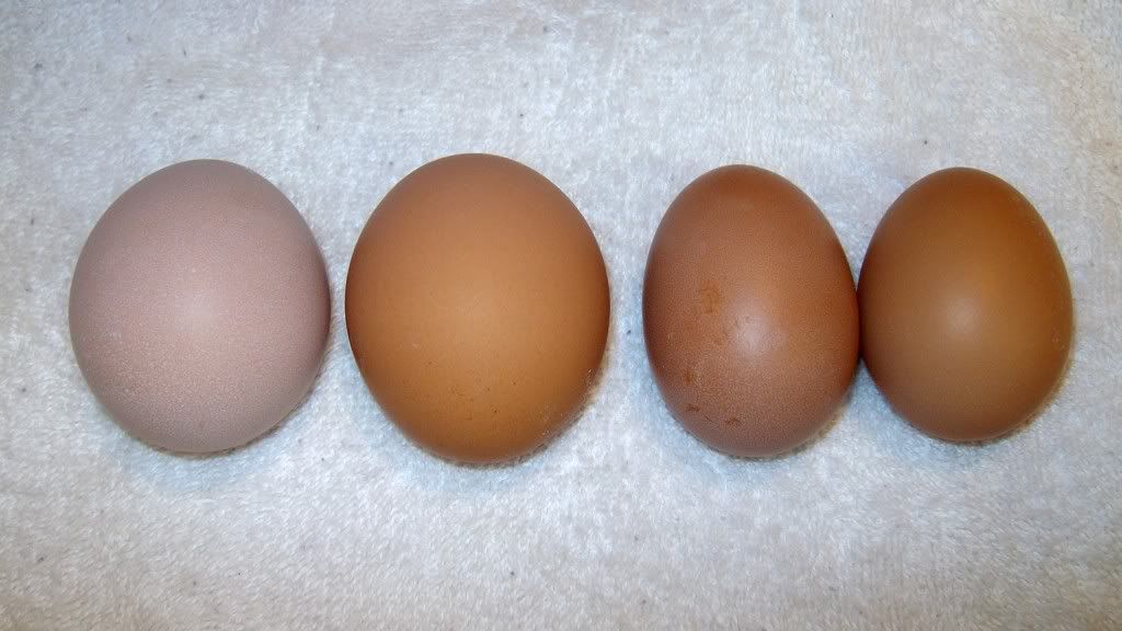 Poultry014.jpg