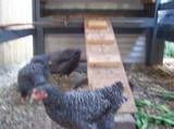 chickens2.jpg