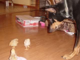 Miscpics070.jpg