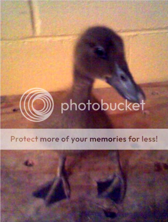 duck1.jpg