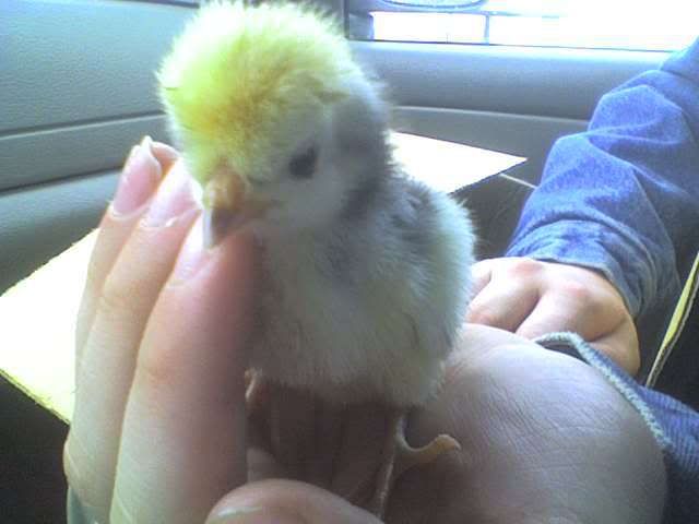 TOPKNOTCHICKIE.jpg