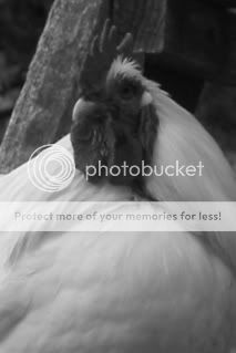 IMG_4044.jpg