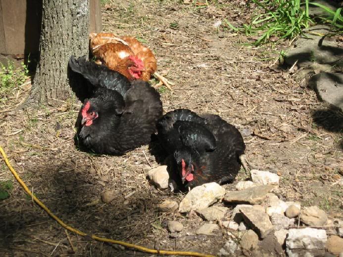 SunChook051607.jpg