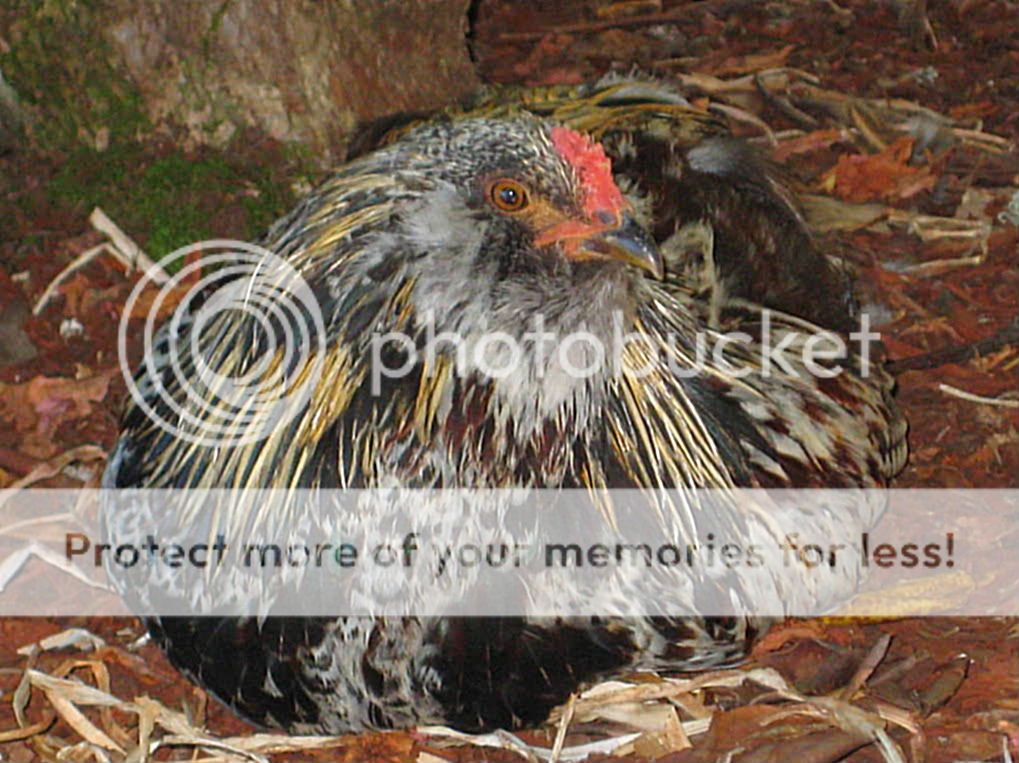 Chickens028-1-1-1.jpg