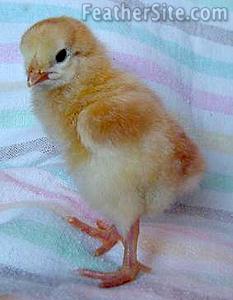 WhLacedRedCornChik.JPEG