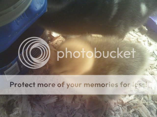 PICT0198.jpg