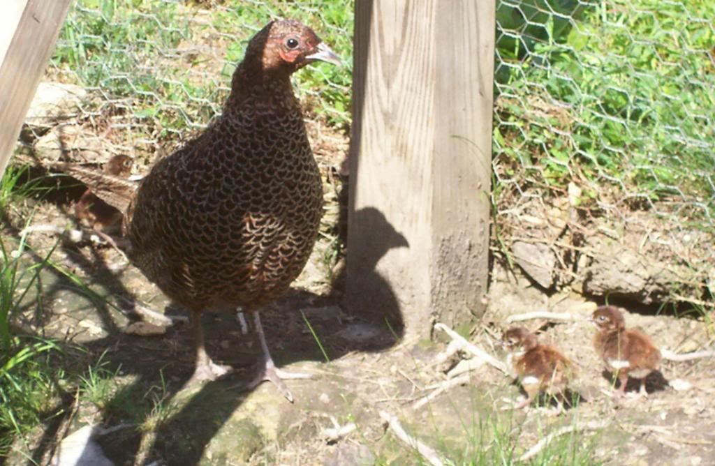pheasantchicks009.jpg