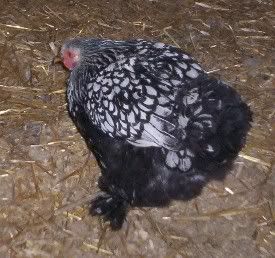 slpullet7mths.jpg
