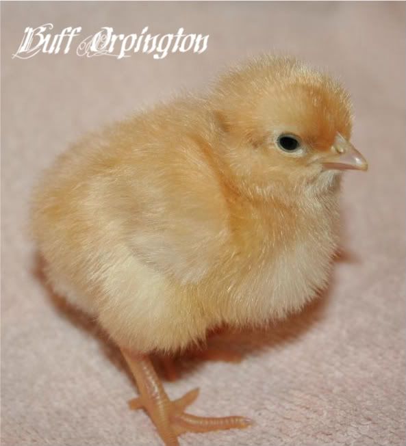 babychicks132.jpg