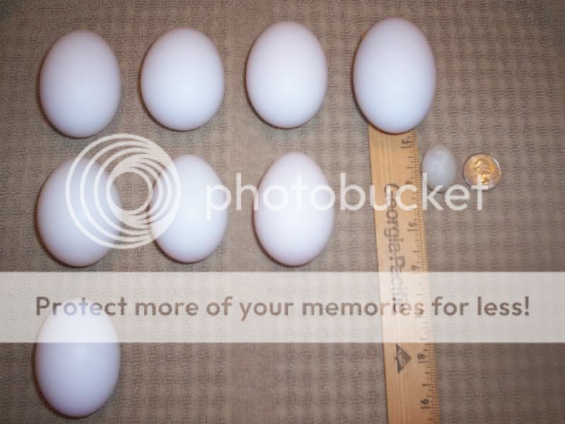 eggs001.jpg
