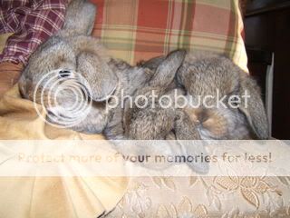 Rabbits029.jpg