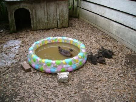 duckyard.jpg