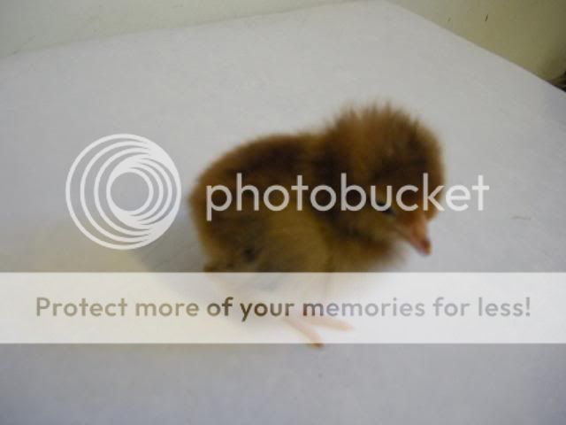 hatcherysurprisedayone287.jpg