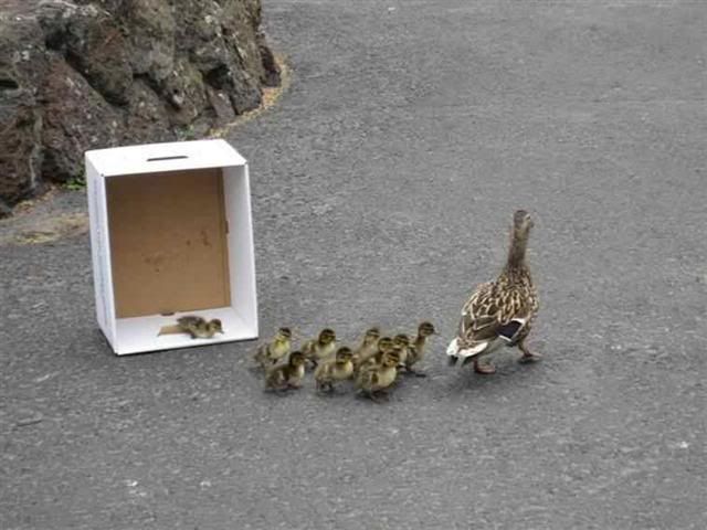 duck8Small.jpg