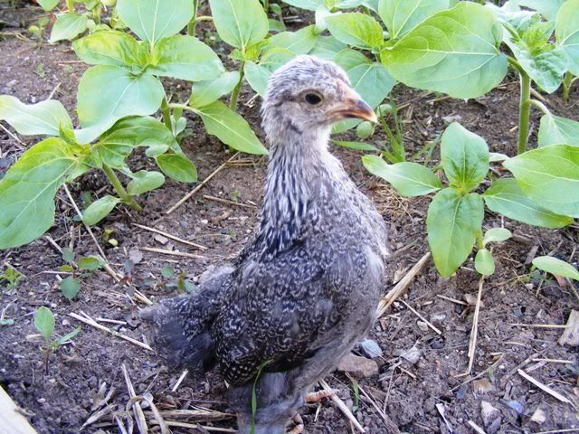 Bantams009.jpg