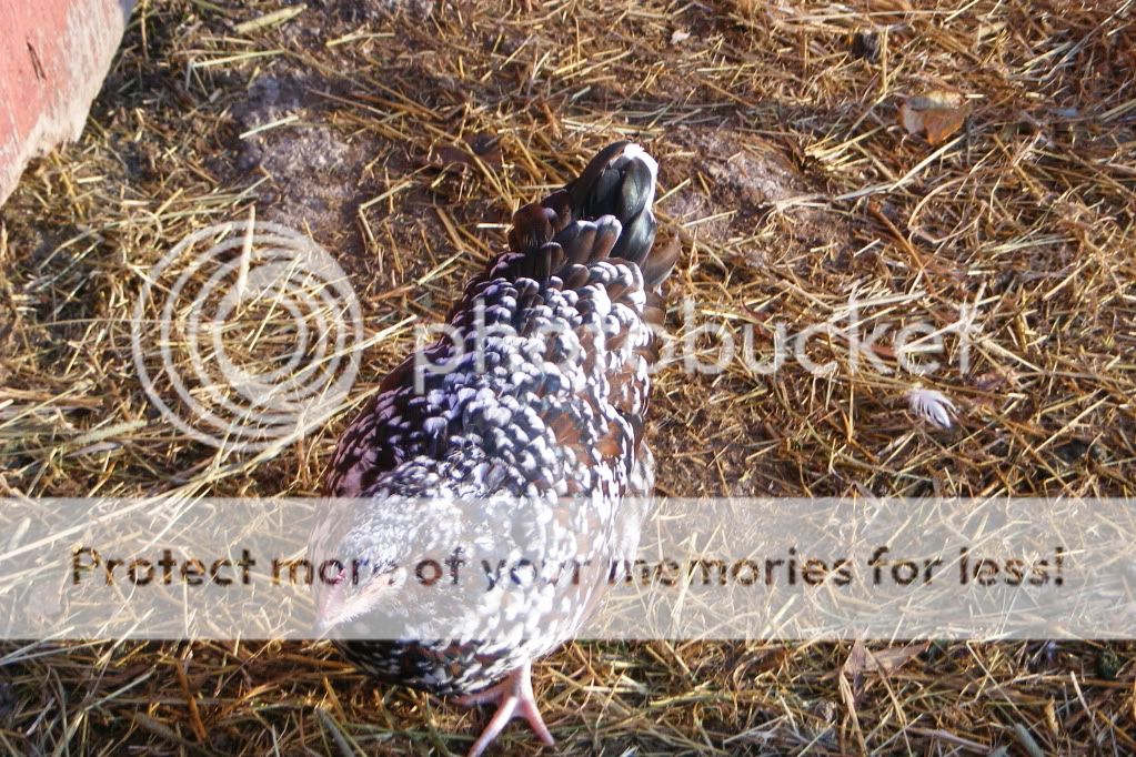 2011_1111Chickens0055.jpg