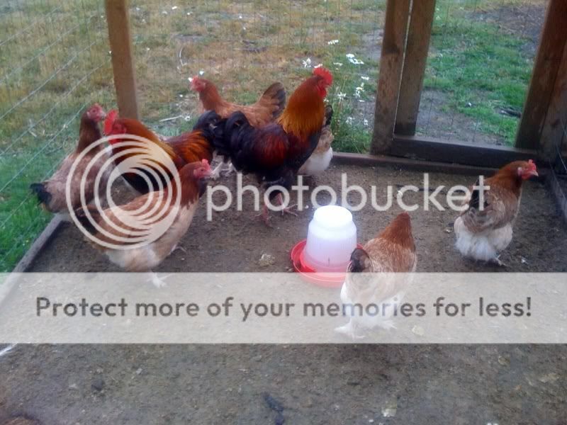 WheatenFlock.jpg