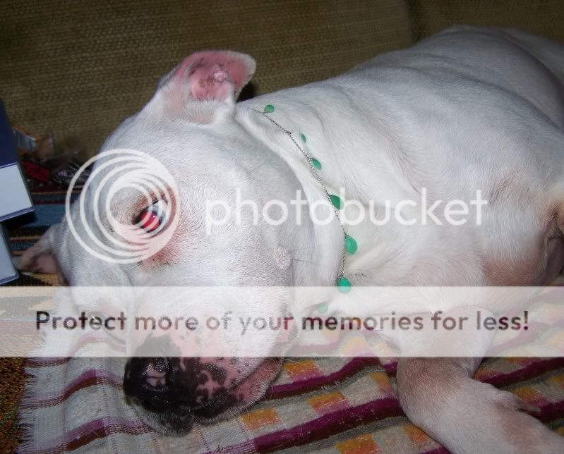dogbling4.jpg
