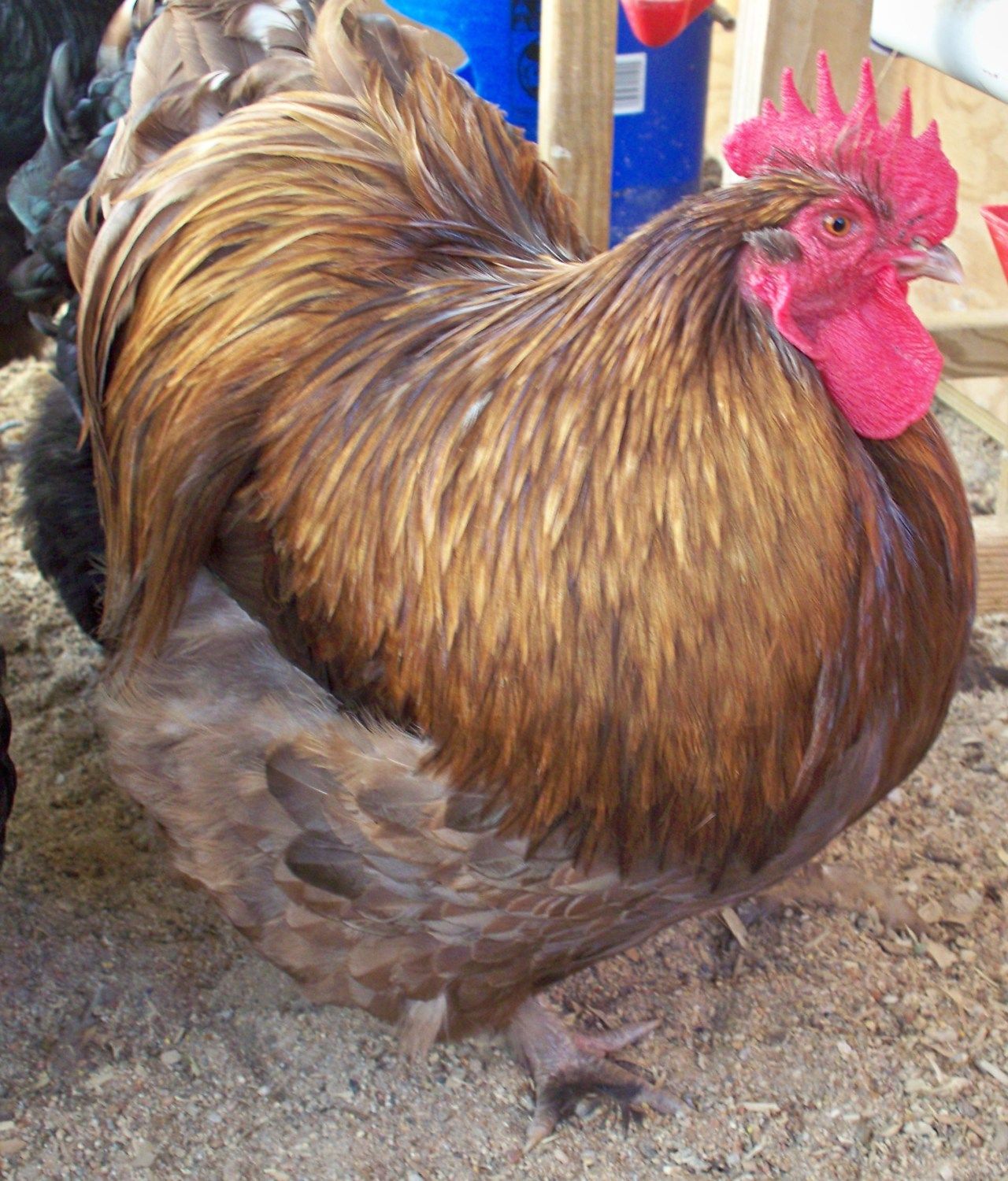 400x469px-LL-be342ebc_chickenpics012713023.jpeg
