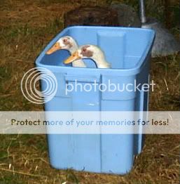 DucksInaTote.jpg