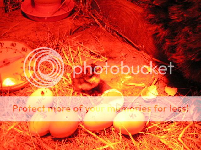 Picture004-7.jpg