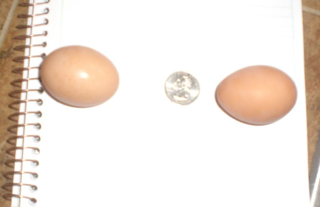 eggs.jpg