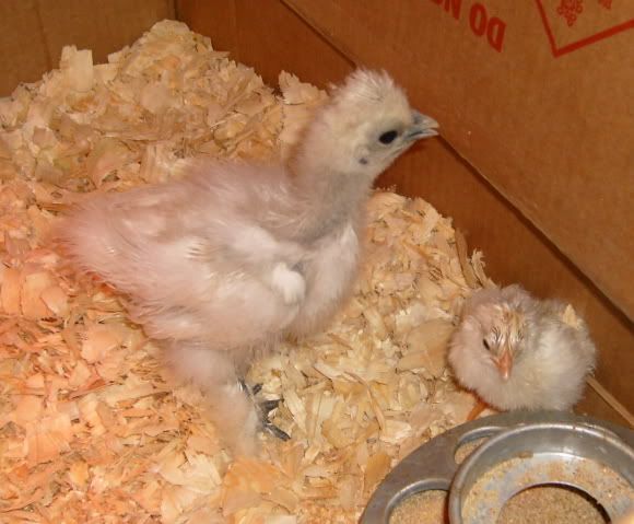 pipandhatchFeggs048.jpg