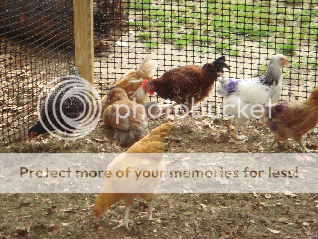 Chickens5-31-0875.jpg